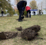 В Центральном районе Барнаула высадили 15 деревьев в рамках компенсационного озеленения - Администрация г. Барнаул