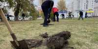 В Центральном районе Барнаула высадили 15 деревьев в рамках компенсационного озеленения - Администрация г. Барнаул