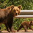 Фото: Kozma 94/Shutterstock/Fotodom - Ямал-Медиа