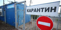 Карантин по бешенству ввели на острове Сарпинском в Волгограде - Родной город Волгоград