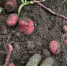 Минимущества об аренде земли: Дачникам плюс 10 процентов, турбизнесу - скидка 70 процентов - SeverPost.ru