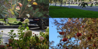PhotoCollage_1791530973072.jpg - ГАУЗ КО ОКЦОЗШ