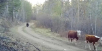 ВНИМАНИЕ!!! Уважаемые жители Убинского муниципального округа! - Убинский район
