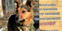 Ответственность за самовыгул собак - Администрация Костромского района