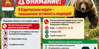 внимание медведи. - Каратузский район