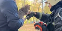 «Дали ключи от квартир»: как пожарные спасали котов из горящего дома в Уфе - Башинформ