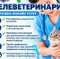 Истринцам на заметку! В Московской области запущен сервис телеветеринарии - Газета Истра сегодня