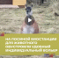 У Лунтика новоселье! - Национальный парк Лосиный остров