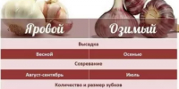 Озимый или яровой чеснок: как их отличить? Когда сажать озимый чеснок? - Калтасинский район