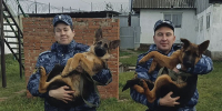 Два щенка немецкой овчарки по кличкам Туман и Сапсан поступили на службу в исправительную колонию № 12 - УФСИН России по УР