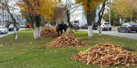 Во Владимире состоялся общегородской осенний субботник - Город Владимир