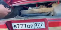 В Ижевске автомобилист выехал на дорогу с подложными номерами ради фотосессии машины - Комсомольская Правда