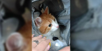 В Петербурге спасли редакционного сотрудника – кота Рыжика - Петербургский дневник