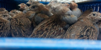 Краснокнижную серую куропатку привезли в Приозерский район для восстановления популяции - ЛенТВ24