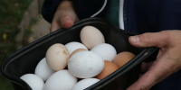 Всемирный день яйца: россиянам рассказали о главной опасности продукта - MosRegToday.Ru