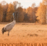 Афиша акции. - Вологодское отделение РГО