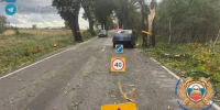 Под Калининградом дерево рухнуло на ехавший по дороге автомобиль - Комсомольская правда