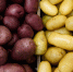 Картофель стал самым подешевевшим продуктом в России в сентябре - Вечерняя Москва