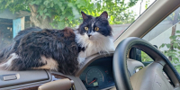 Кот, кошка, домашние животные, машина, автомобиль Елена Гиневская, ИА Stavropol.Media - AmurMedia.Ru