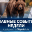 Трагедии с детьми, новые медвежьи набеги и подорожание тарифов ЖКХ: главные события недели в дайджесте Citysakh.ru. - CitySakh.Ru