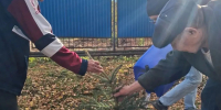 В Лениногорске постояльцы дома-интерната посадили на своем участке ели - Лениногорские вести