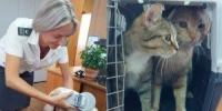 Питомцы из Новосибирской области отправились в путешествие в более чем в 20 стран в 2026 году - Сиб.фм