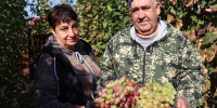 У бывшего механизатора из Полтавской на одном кусте растет пять сортов винограда - Голос Правды