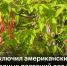 Американский клен приравняли к борщевику - Газета Новости Кунгурского края