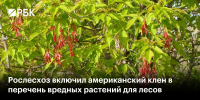 Американский клен приравняли к борщевику - Газета Новости Кунгурского края