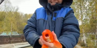 Поймали 24 «золотых рыбки»: смотрим, как в челябинском зоопарке переселяют карпов кои на зимовку - КП Челябинск