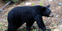 The Black Bear of Lake Louise - ИА Общественная служба новостей