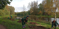 В Петербурге за неделю высадили более 1000 деревьев и кустарников - Spbdnevnik.ru