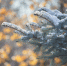 Фото: ПАИ - InformPskov.Ru