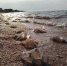 Опубликованы данные о скоплениях медуз в прибрежной части Азовского моря в начале октября - Кубанские Новости