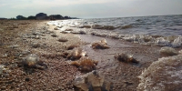 Опубликованы данные о скоплениях медуз в прибрежной части Азовского моря в начале октября - Кубанские Новости