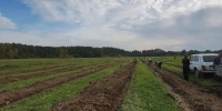 В Калининградской области высажено 45 тысяч молодых деревьев - Министерство экономического развития