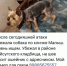 В Батайске после атаки БПЛА сбежали домашние питомцы  - DonDay.Ru