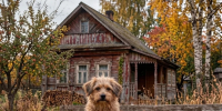 Не оставляйте животных на дачных участках! - Управление ветеринарии