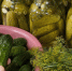 Эти солёные огурцы закрываю по 50 банок — хруст и вкус как из бочки: бабулин рецепт не подводит десятилетиями - Pg11.Ru