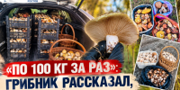 «По 100 кг за раз»: грибник рассказал, где в Ростовской области начался небывалый урожай грибов - Bloknot-Rostov.Ru