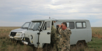 наблюдение за сайгаками - Южная Волна