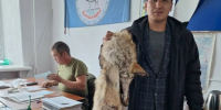 В Туве в этом году добыто 329 особей волков - ИА Тува-Онлайн