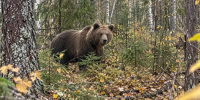 Реалистичная документальная фотография бурого медведя на краю деревенского участка в восточной части Ленинградской области осенью. Медведь находится на безопасном расстоянии от дома, возле закрытой хозяйственной постройки и лесной опушки; на заднем плане - SyasNews.Ru