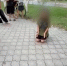 Прокуратура проверяет видео с избиением школьницы в Михайловке - ВестиВЛГ