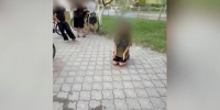 Прокуратура проверяет видео с избиением школьницы в Михайловке - ВестиВЛГ