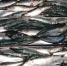 Свежевыловленная сельдь в лотках для заморозки. Архивное фото - Fishnews.Ru