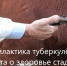 ПАМЯТКА ДЛЯ НАСЕЛЕНИЯ ПО ПРОФИЛАКТИКЕ ТУБЕРКУЛЕЗА ЖИВОТНЫХ.. - Шипуновский район
