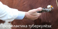 ПАМЯТКА ДЛЯ НАСЕЛЕНИЯ ПО ПРОФИЛАКТИКЕ ТУБЕРКУЛЕЗА ЖИВОТНЫХ.. - Шипуновский район