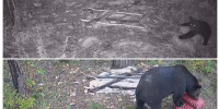 В Шимановском округе фотоловушка сняла распаковку картошки медведицей и медвежонком (ВИДЕО) - Asn24.Ru