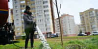 В Тамбове осенью высадят 800 деревьев-крупномеров - Тамбовская жизнь